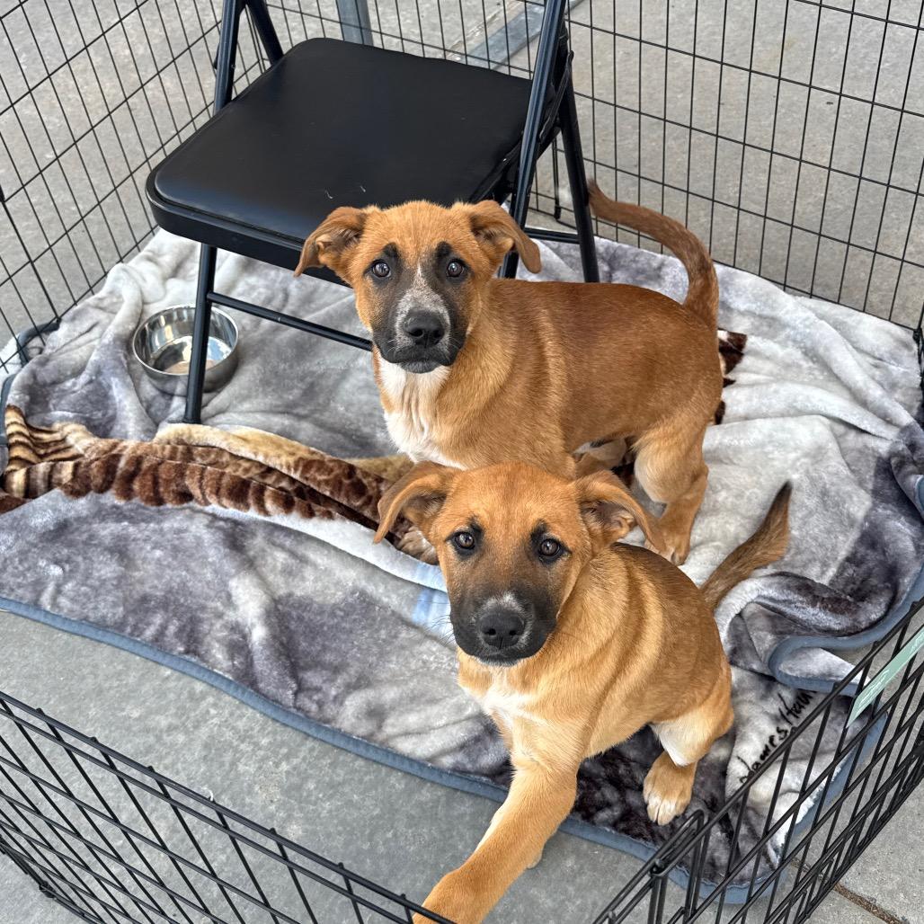 Enlarge Lincoln, a Adoptable mixed breed in Amarillo, TX image 3/6