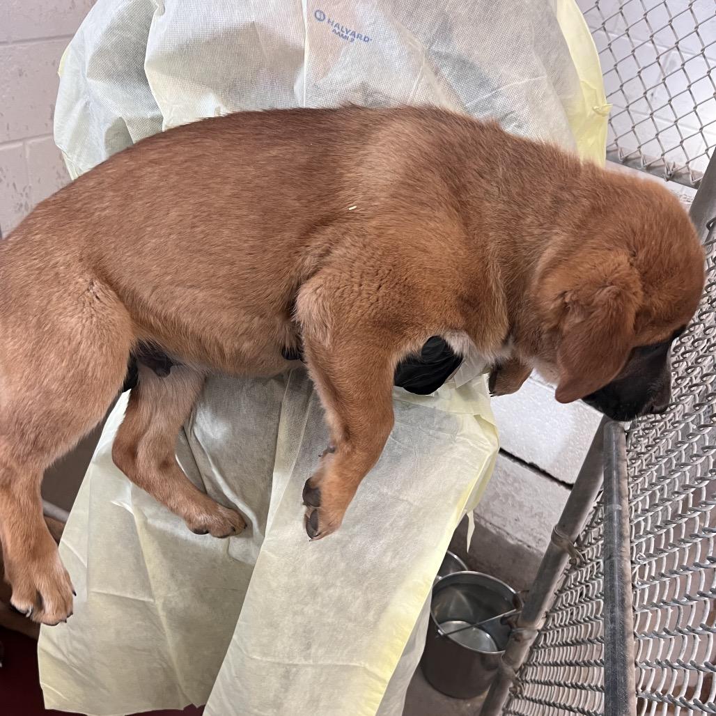 Enlarge Lincoln, a Adoptable mixed breed in Amarillo, TX image 4/6