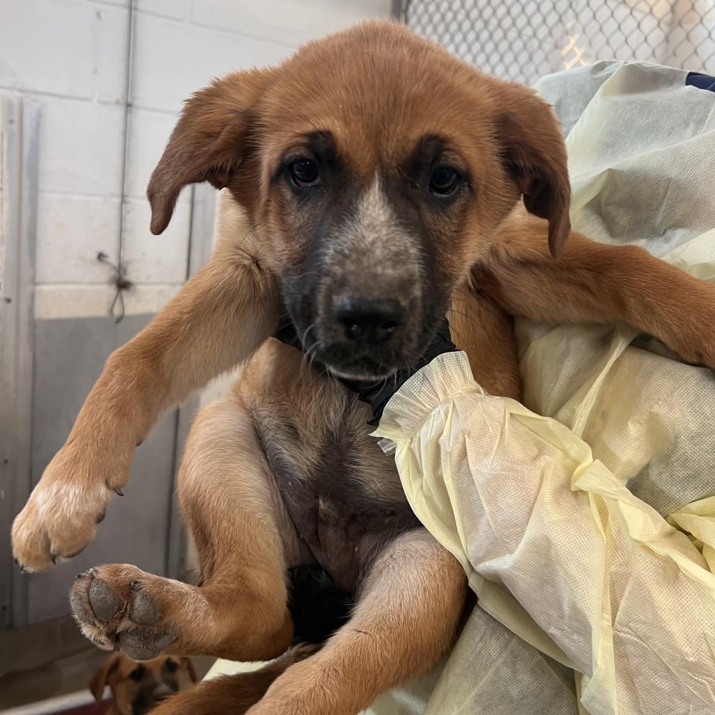 Enlarge Lincoln, a Adoptable mixed breed in Amarillo, TX image 5/6