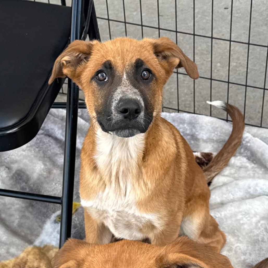 Lincoln, Adoptable, Puppy Male Shepherd.