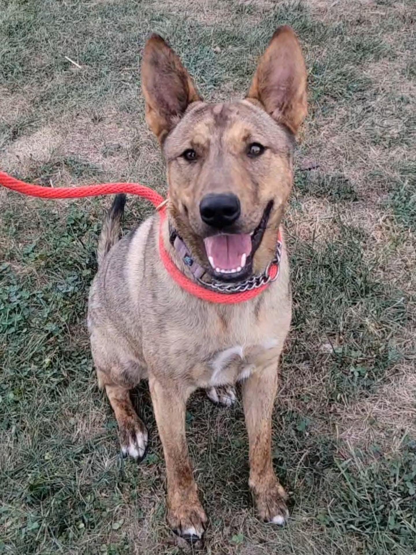 Dingo