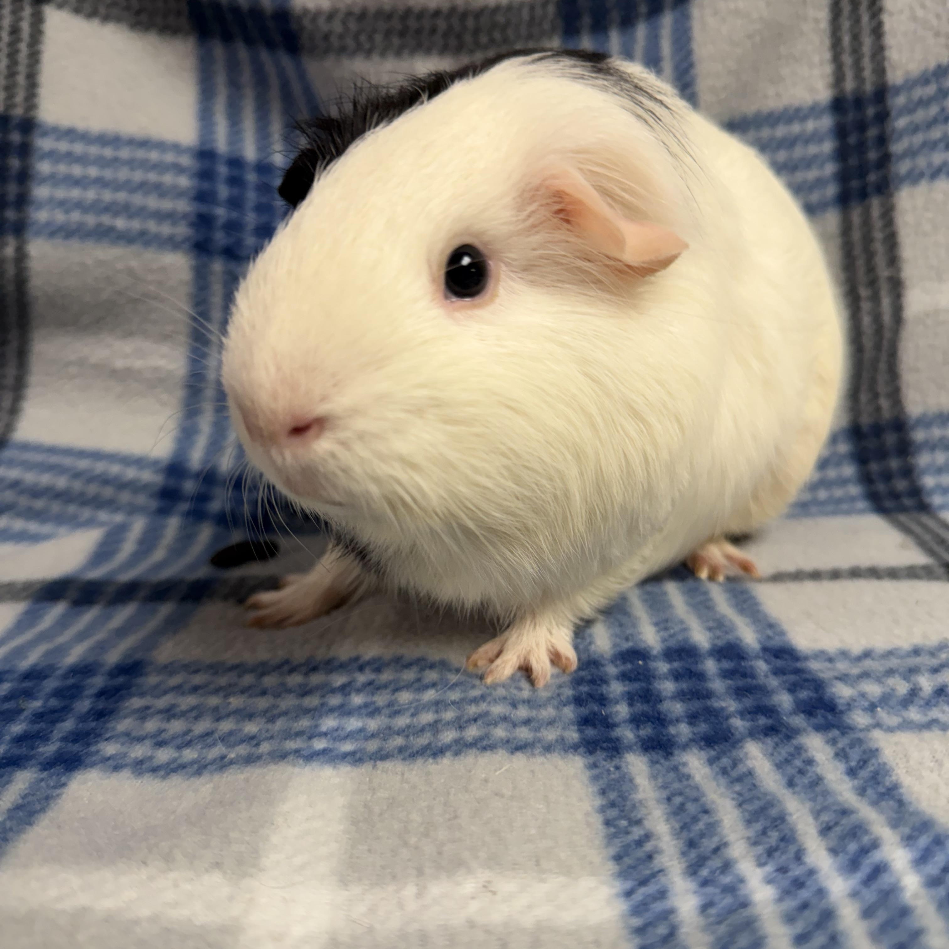 Enlarge Pierre: video!!, an adopted Guinea Pig in Edinburg, PA image 5/6