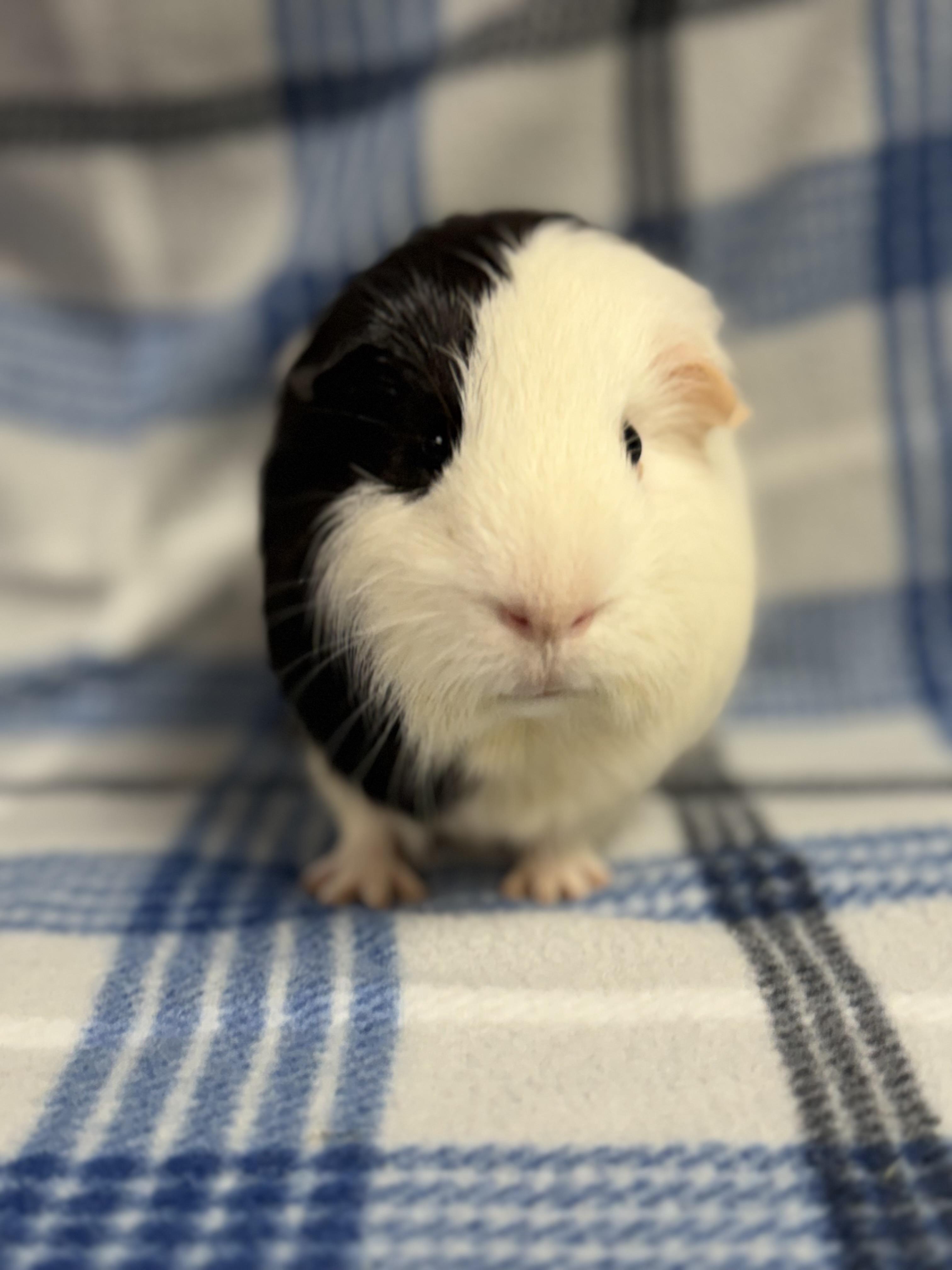 Pierre: video!!, adopted, Young Male Guinea Pig.
