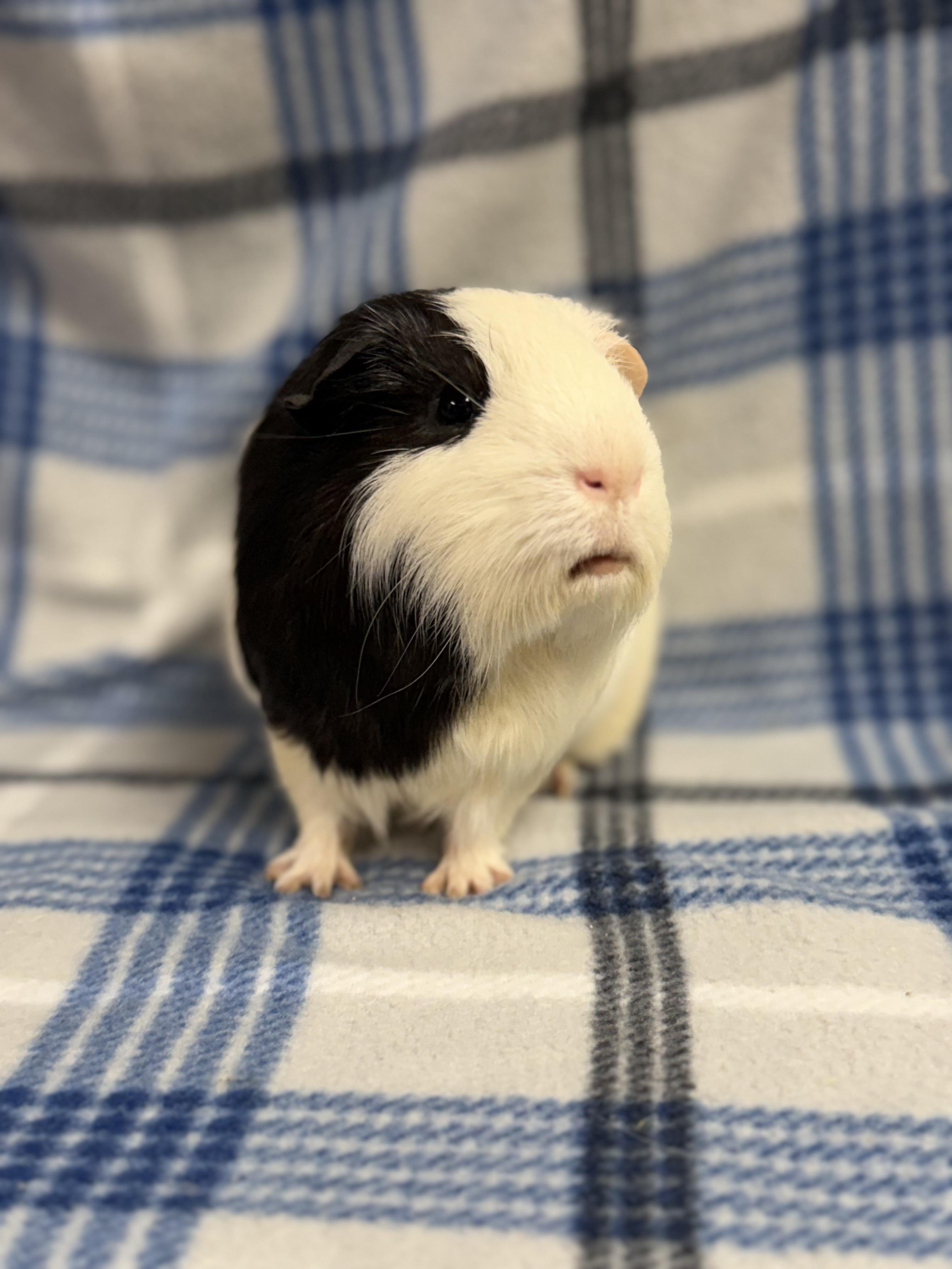 Enlarge Pierre: video!!, an adopted Guinea Pig in Edinburg, PA image 3/6