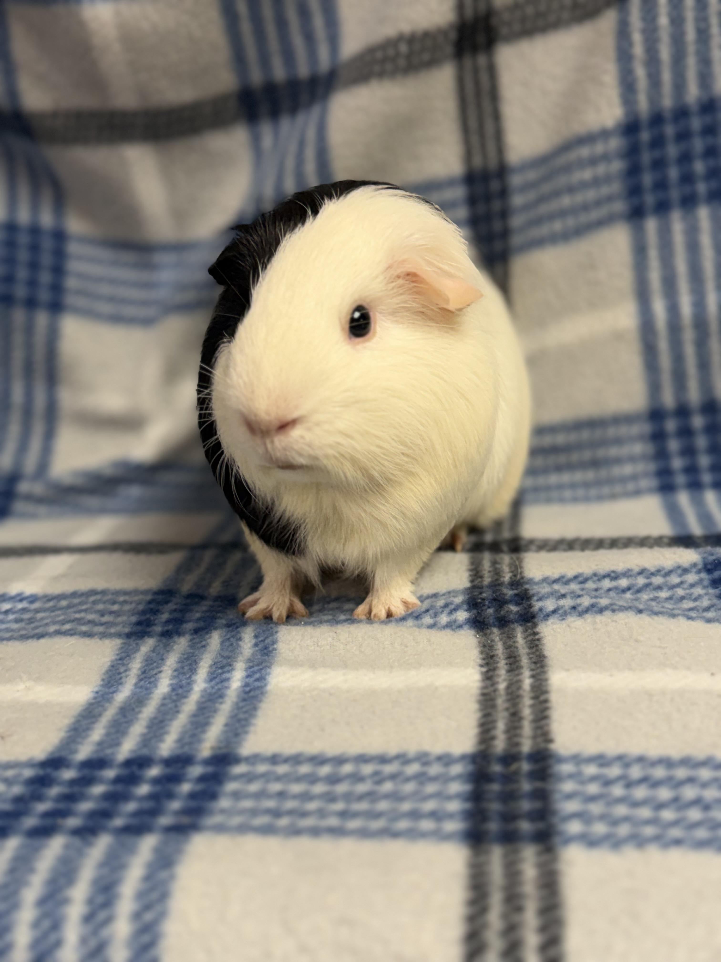 Enlarge Pierre: video!!, an adopted Guinea Pig in Edinburg, PA image 6/6