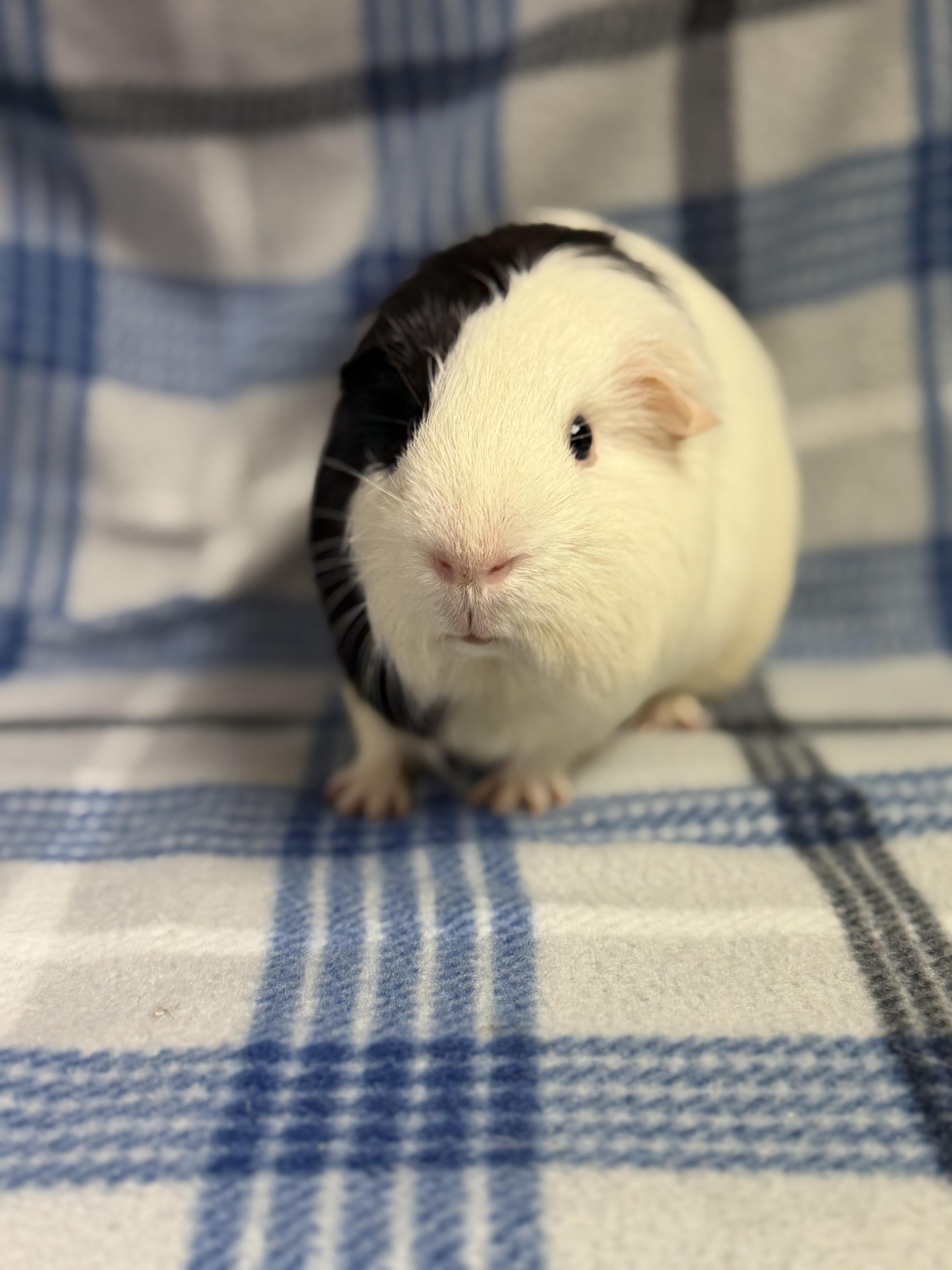 Enlarge Pierre: video!!, an adopted Guinea Pig in Edinburg, PA image 4/6