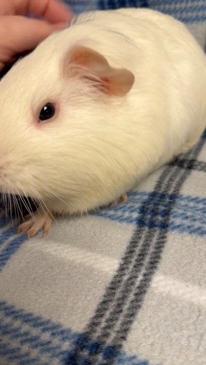 Enlarge Pierre: video!!, an adopted Guinea Pig in Edinburg, PA video 2/6