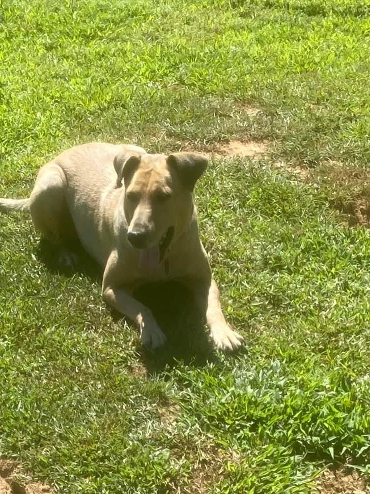 Galene, Adoptable, Adult Female Fox Terrier & Yellow Labrador Retriever.