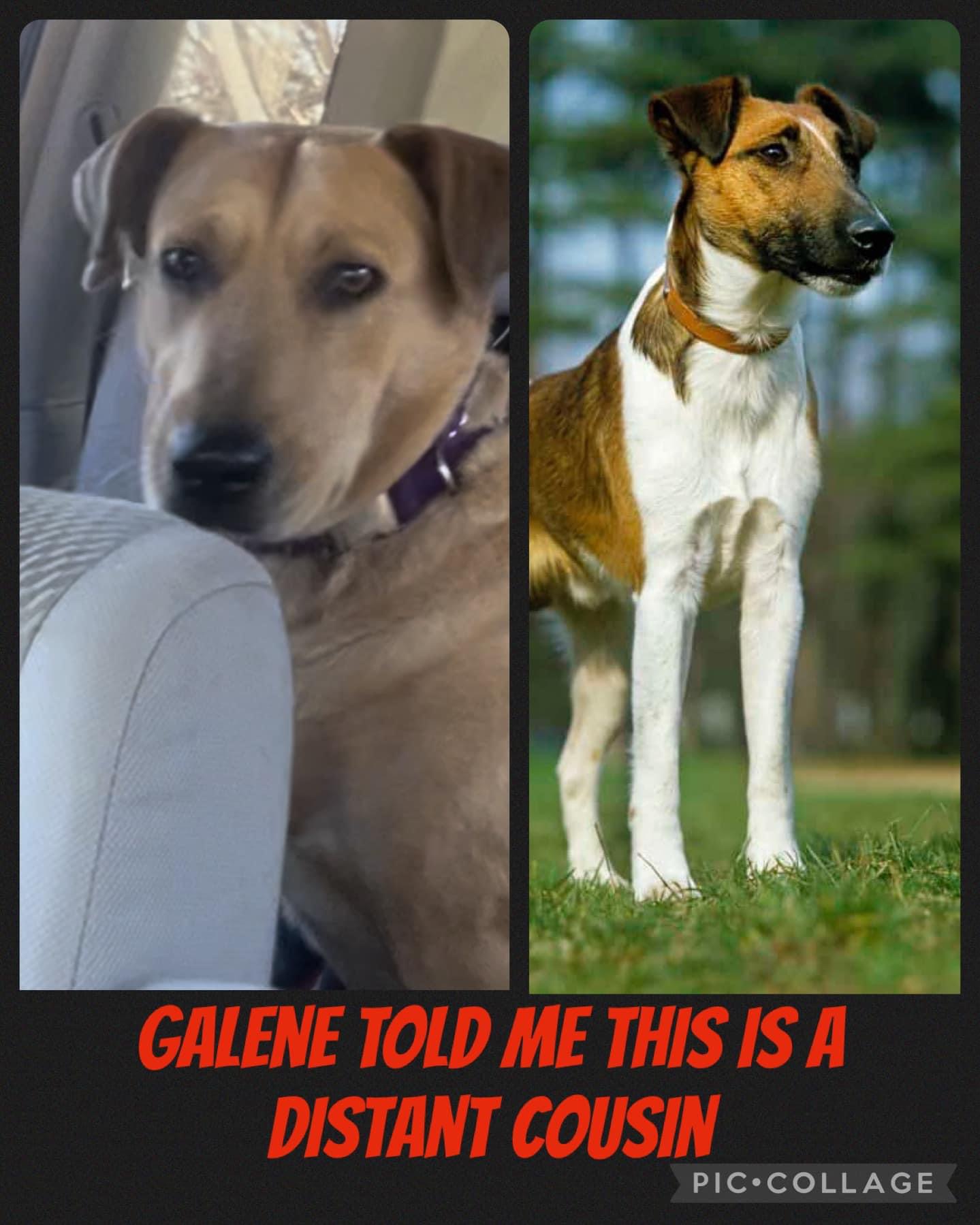 Galene, a Adoptable mixed breed in Danville, VA image 2/6