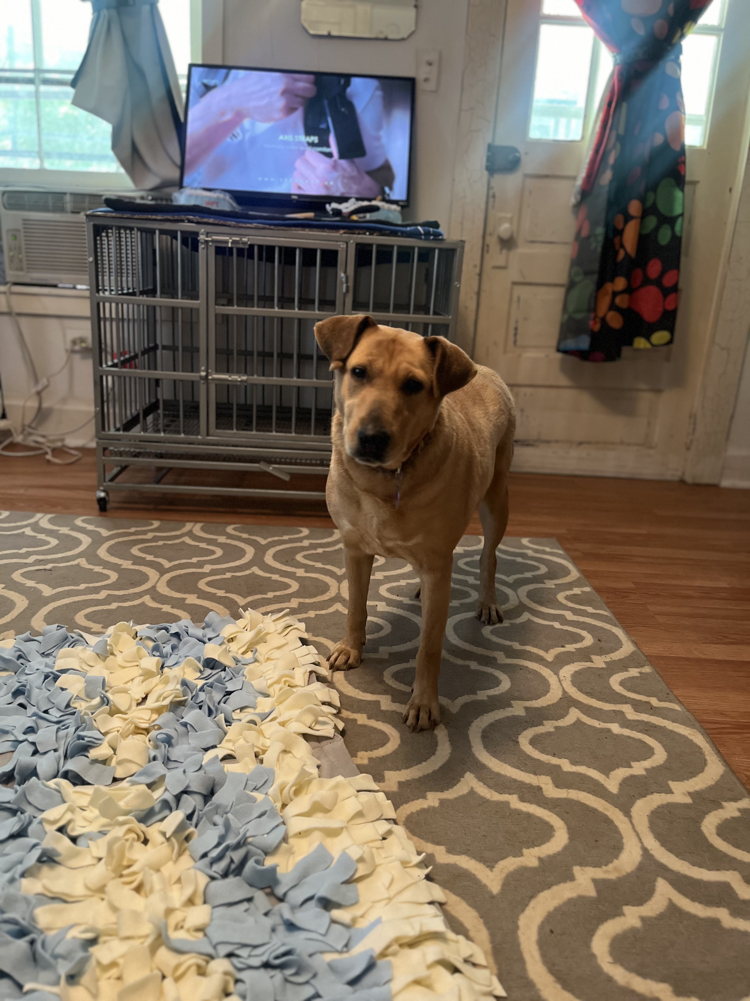 Galene, a Adoptable mixed breed in Danville, VA image 3/6