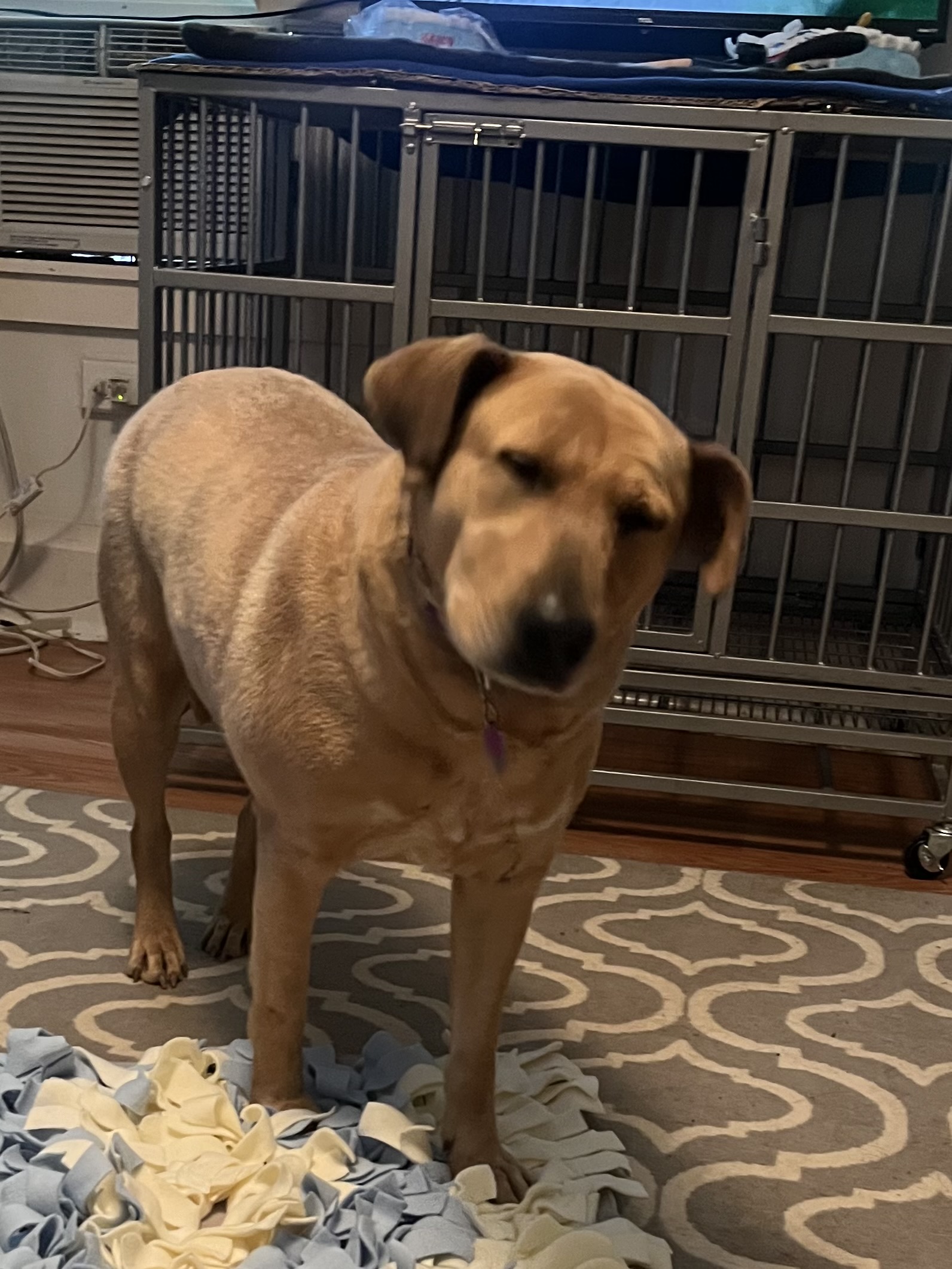 Galene, a Adoptable mixed breed in Danville, VA image 4/6