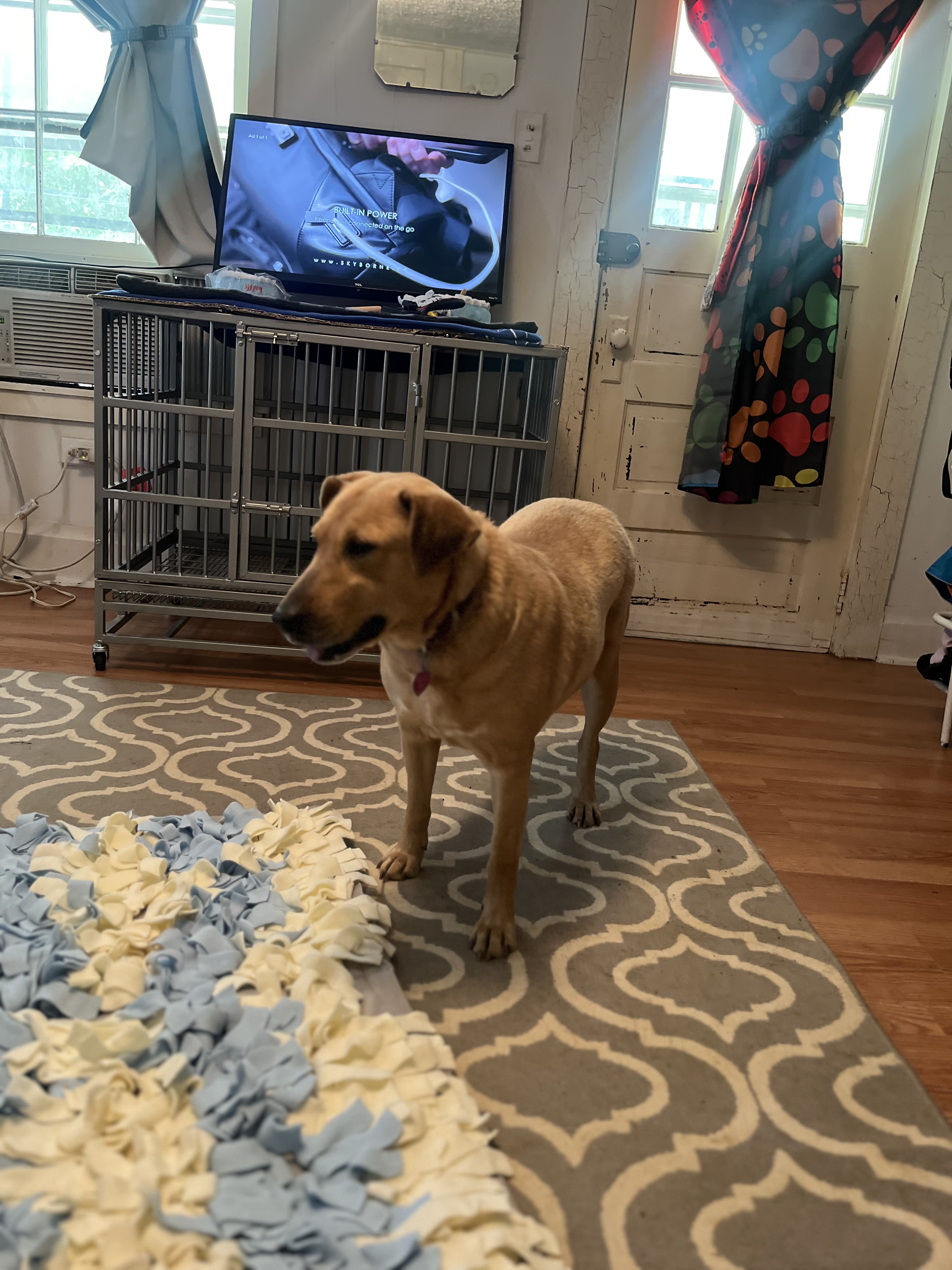 Galene, a Adoptable mixed breed in Danville, VA image 5/6