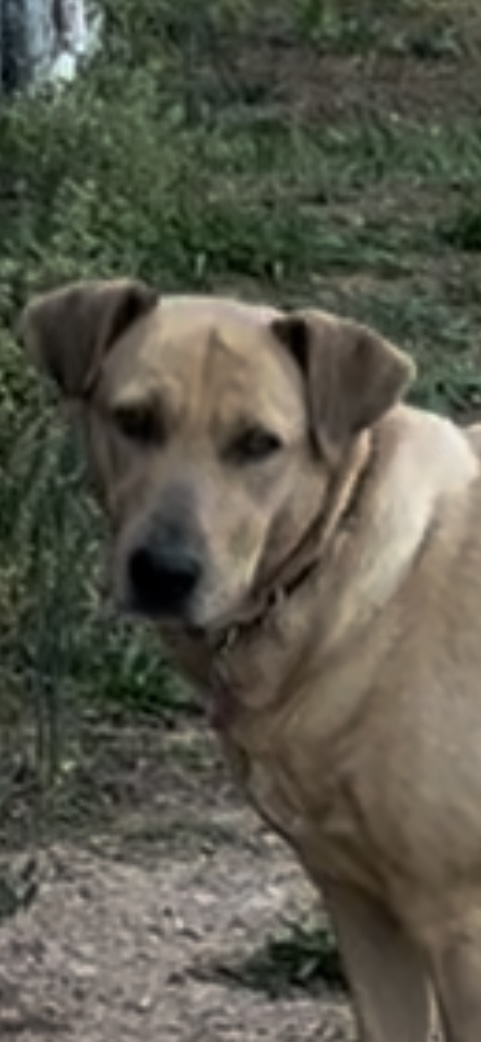 Galene, a Adoptable mixed breed in Danville, VA image 6/6