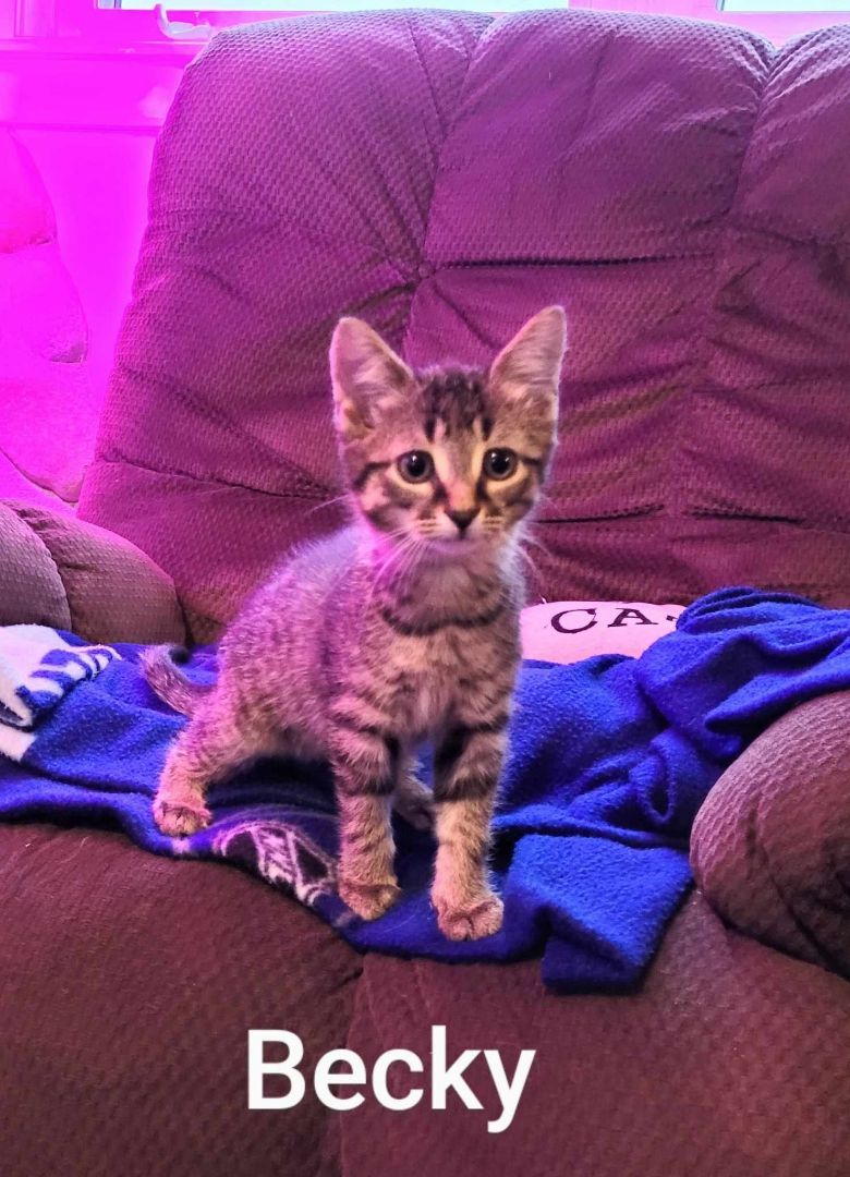 Cat for adoption Becky, a Domestic Short Hair Mix in Chatham, ON Petfinder