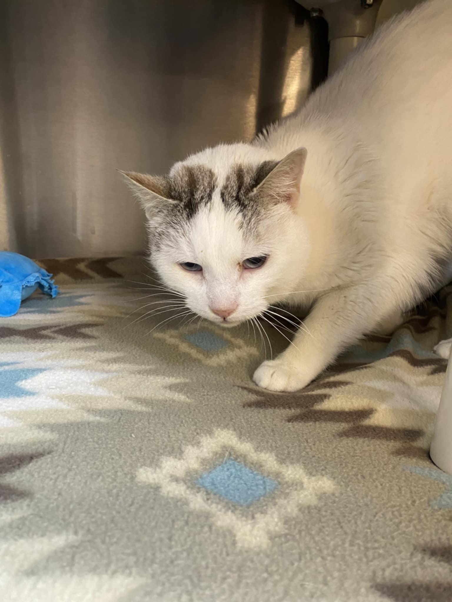 Cliff, adopted, Young Male Domestic Short Hair.