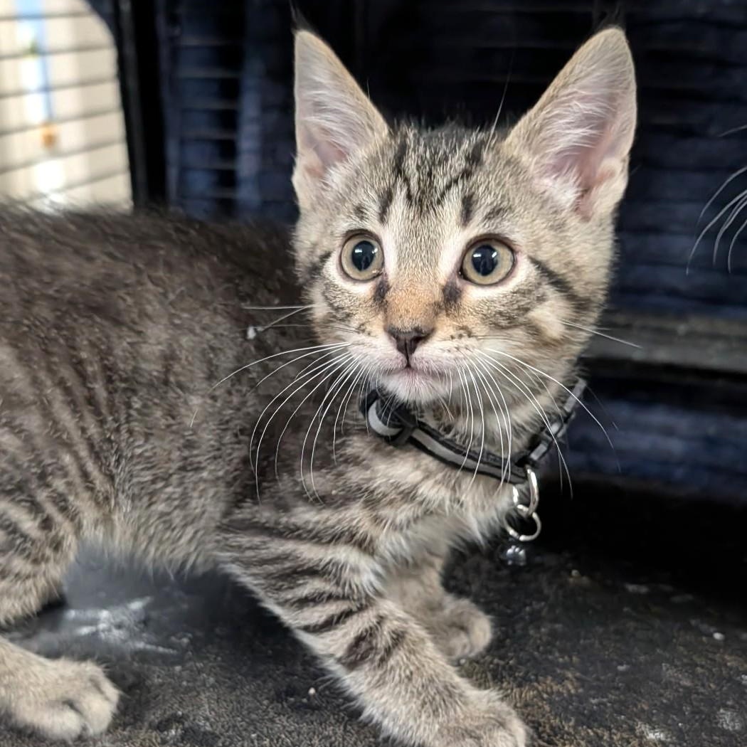 Trevor, Adoptable, Kitten Male Tabby.