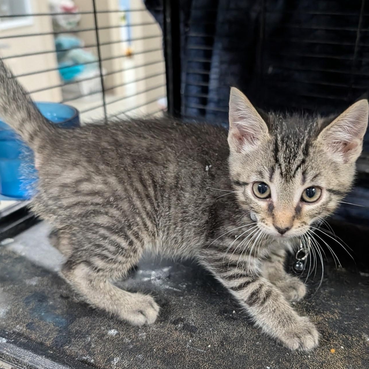 Enlarge Trevor, a Adoptable Tabby in Wilmington, OH image 2/2