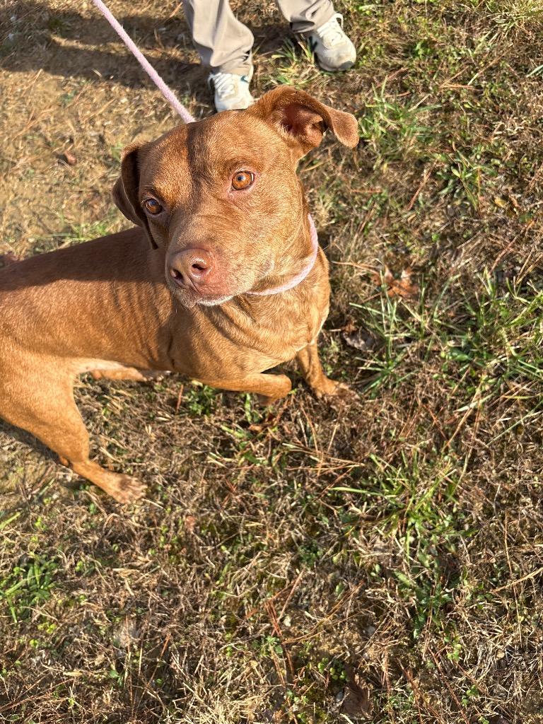 Enlarge CORNELIUS, a Adoptable mixed breed in Crossville, TN image 1/4