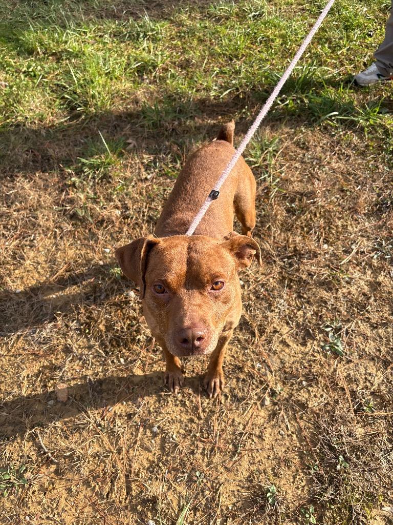 CORNELIUS, a Adoptable mixed breed in Crossville, TN image 2/4