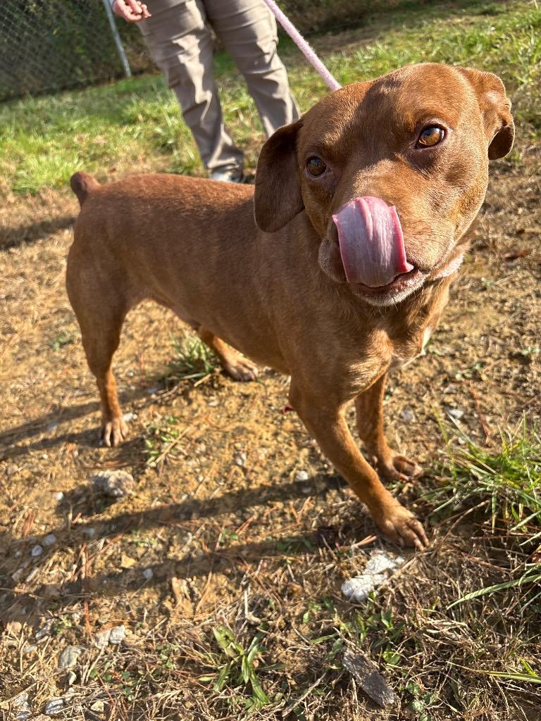 CORNELIUS, Adoptable, Young Male Mountain Cur & American Bulldog.