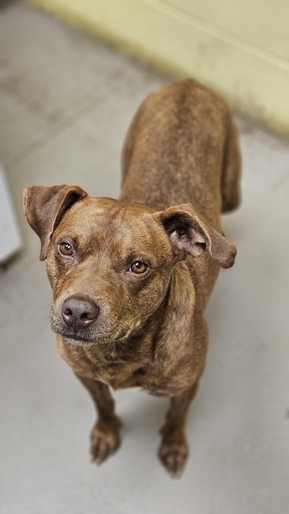 CORNELIUS, a Adoptable mixed breed in Crossville, TN image 3/4
