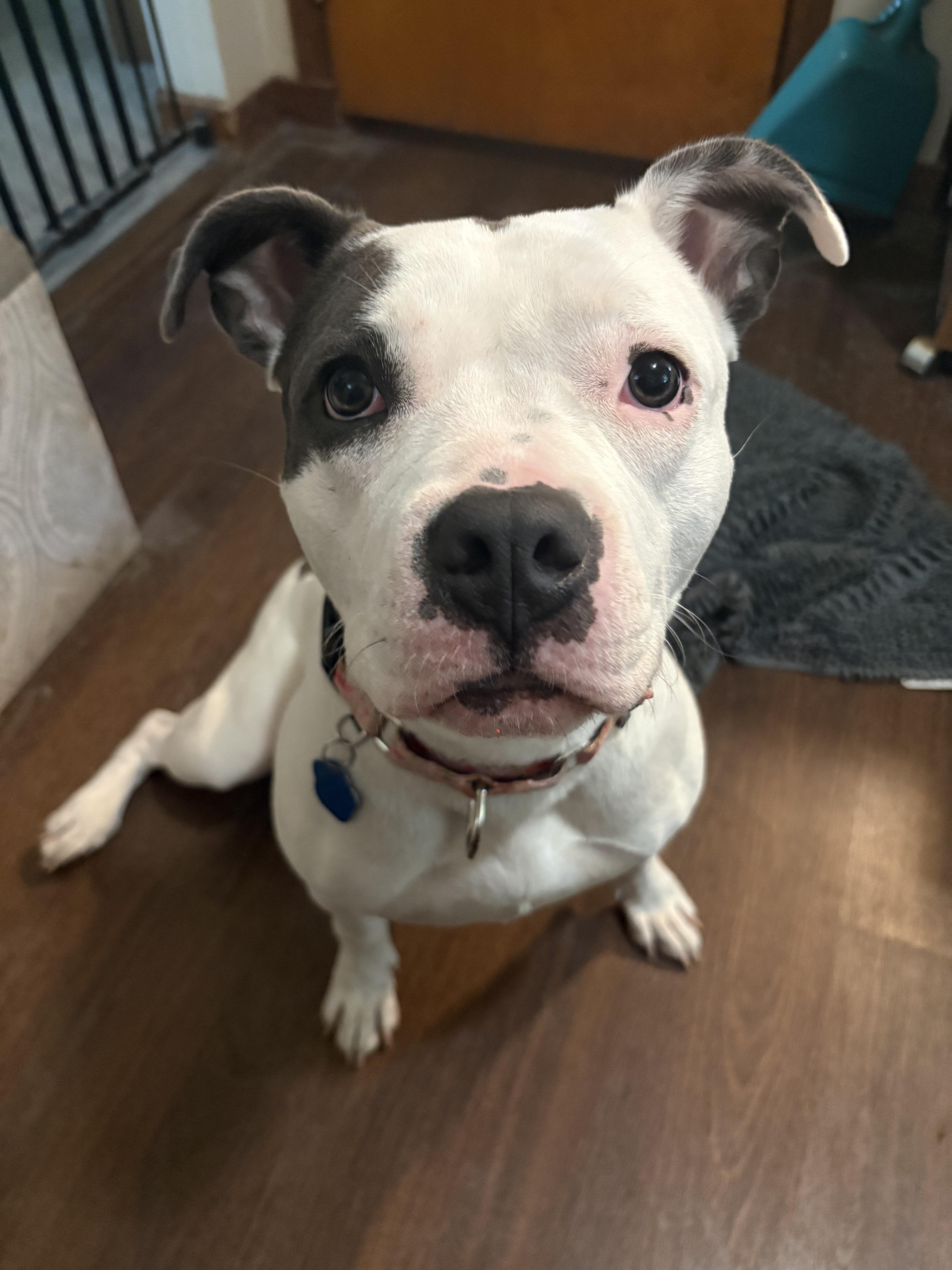 Reign, a Adoptable mixed breed in Little Chute, WI image 1/6