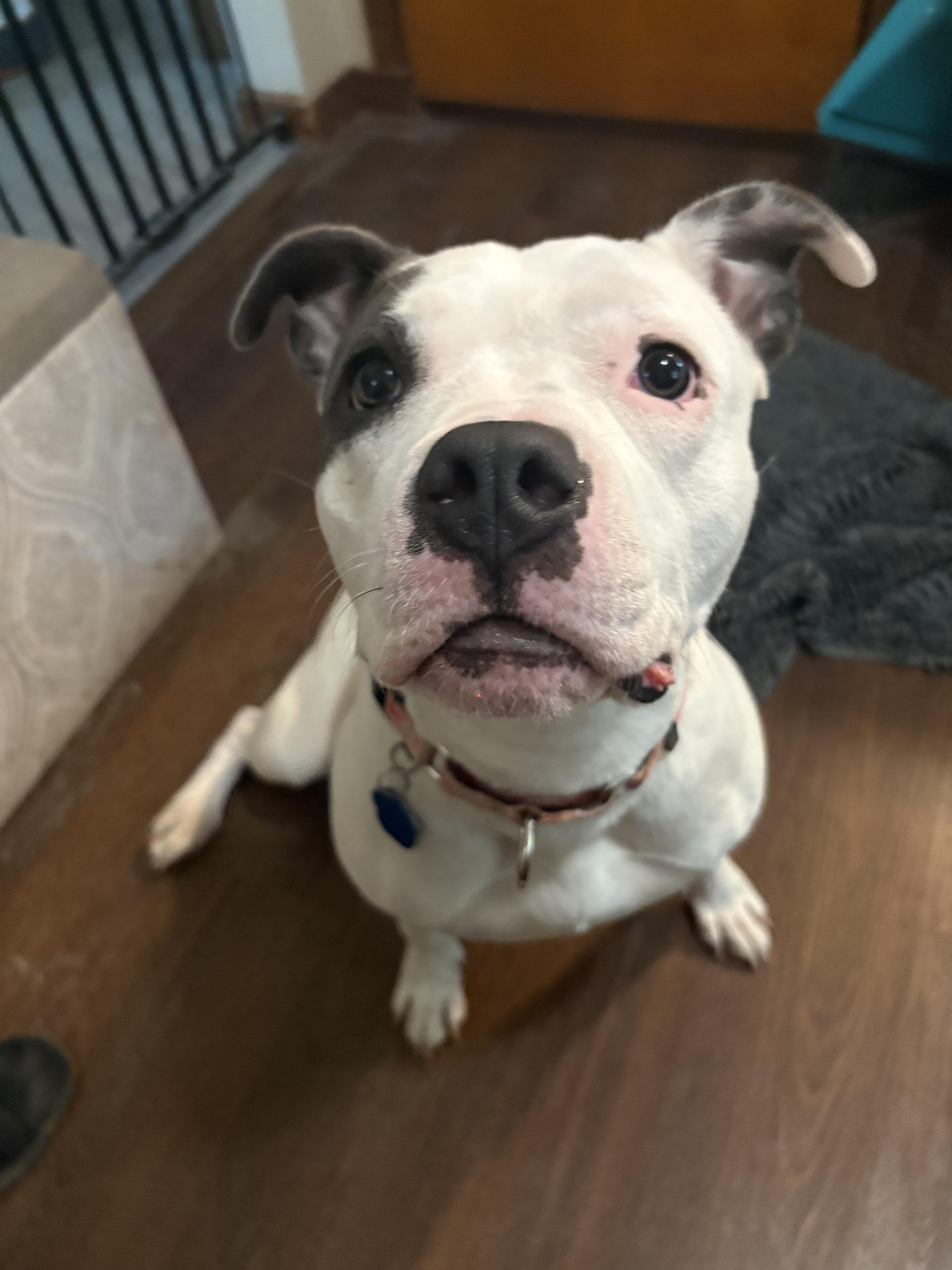 Reign, a Adoptable mixed breed in Little Chute, WI image 2/6