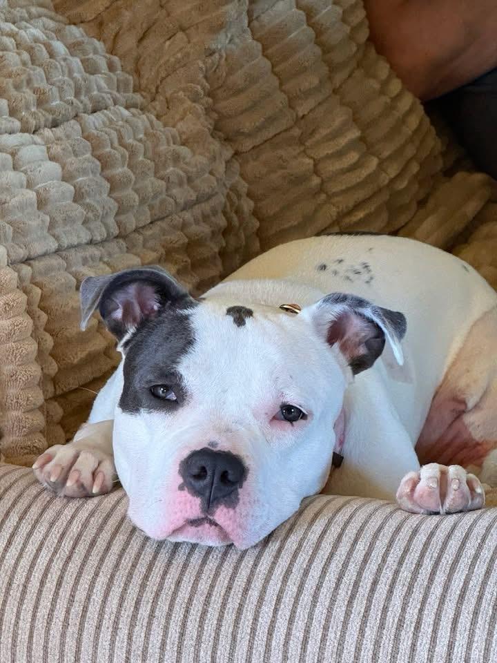 Reign, a Adoptable mixed breed in Little Chute, WI image 3/6