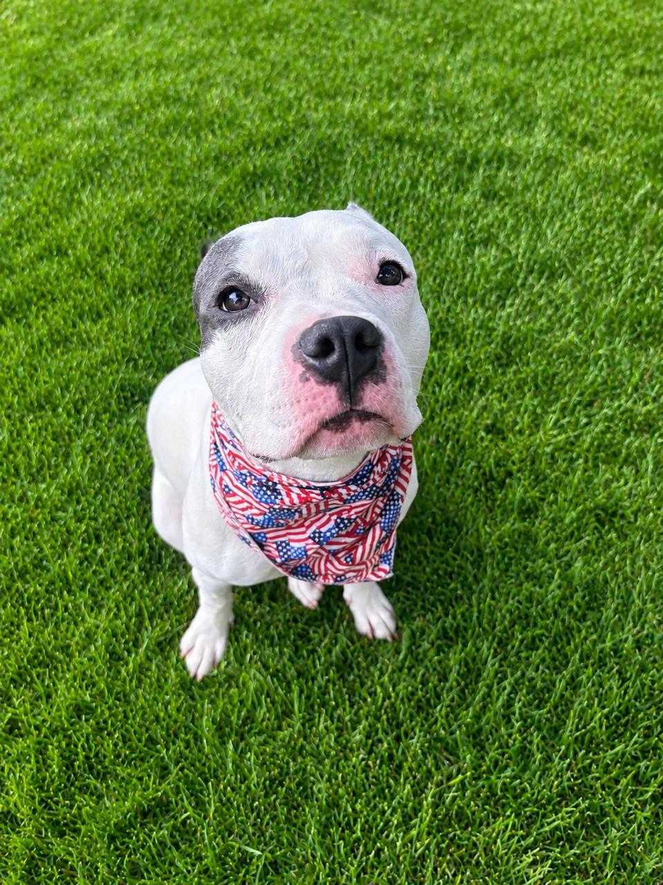 Reign, a Adoptable mixed breed in Little Chute, WI image 6/6