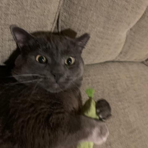 Grey (available from foster), a Adoptable Domestic Short Hair in Kirkland, WA image 3/3