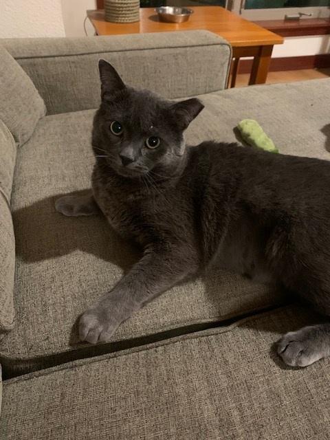 Grey (available from foster), a Adoptable Domestic Short Hair in Kirkland, WA image 2/3