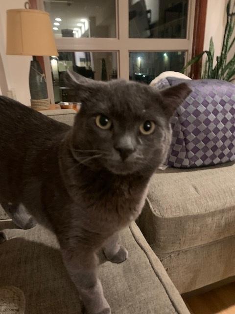 Grey (available from foster), a Adoptable Domestic Short Hair in Kirkland, WA image 1/3