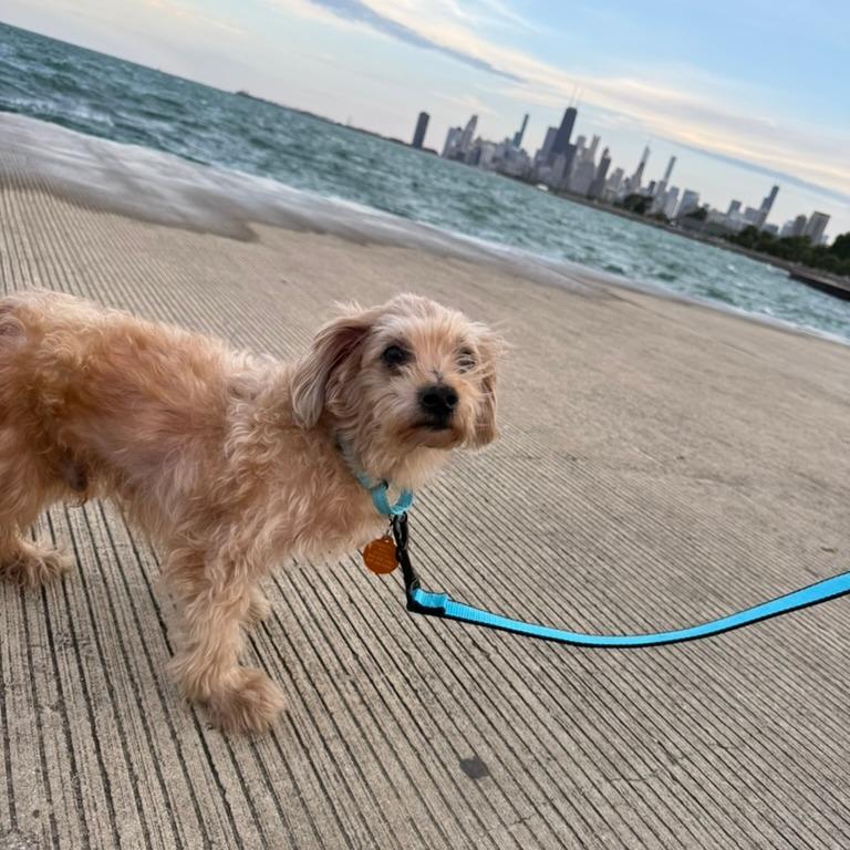 Enlarge Dog Man, a Adoptable Miniature Poodle in Northbrook, IL image 1/5