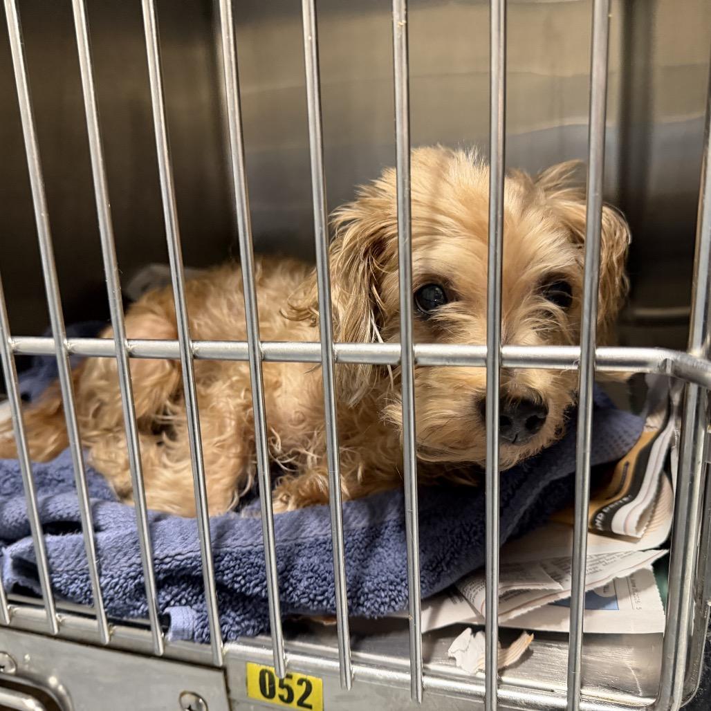 Enlarge Dog Man, a Adoptable Miniature Poodle in Northbrook, IL image 2/5