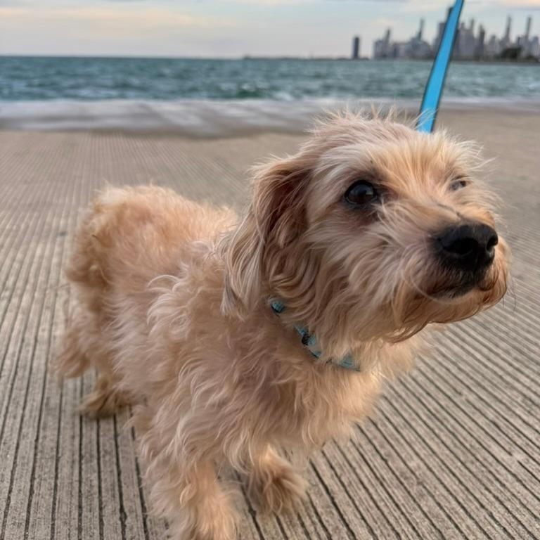 Enlarge Dog Man, a Adoptable Miniature Poodle in Northbrook, IL image 3/5