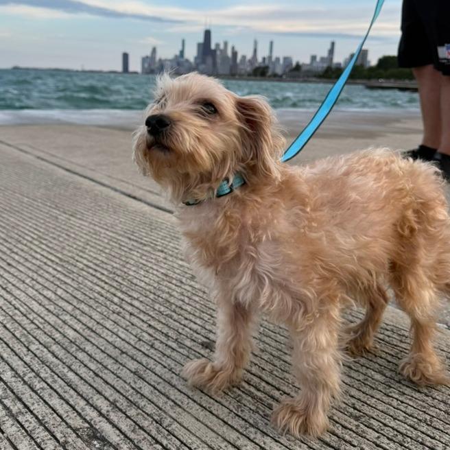 Enlarge Dog Man, a Adoptable Miniature Poodle in Northbrook, IL image 4/5
