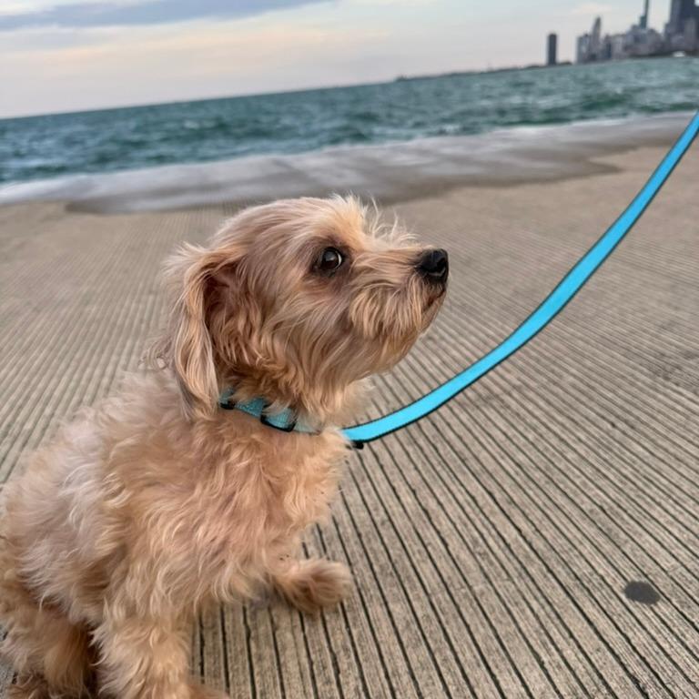Enlarge Dog Man, a Adoptable Miniature Poodle in Northbrook, IL image 5/5