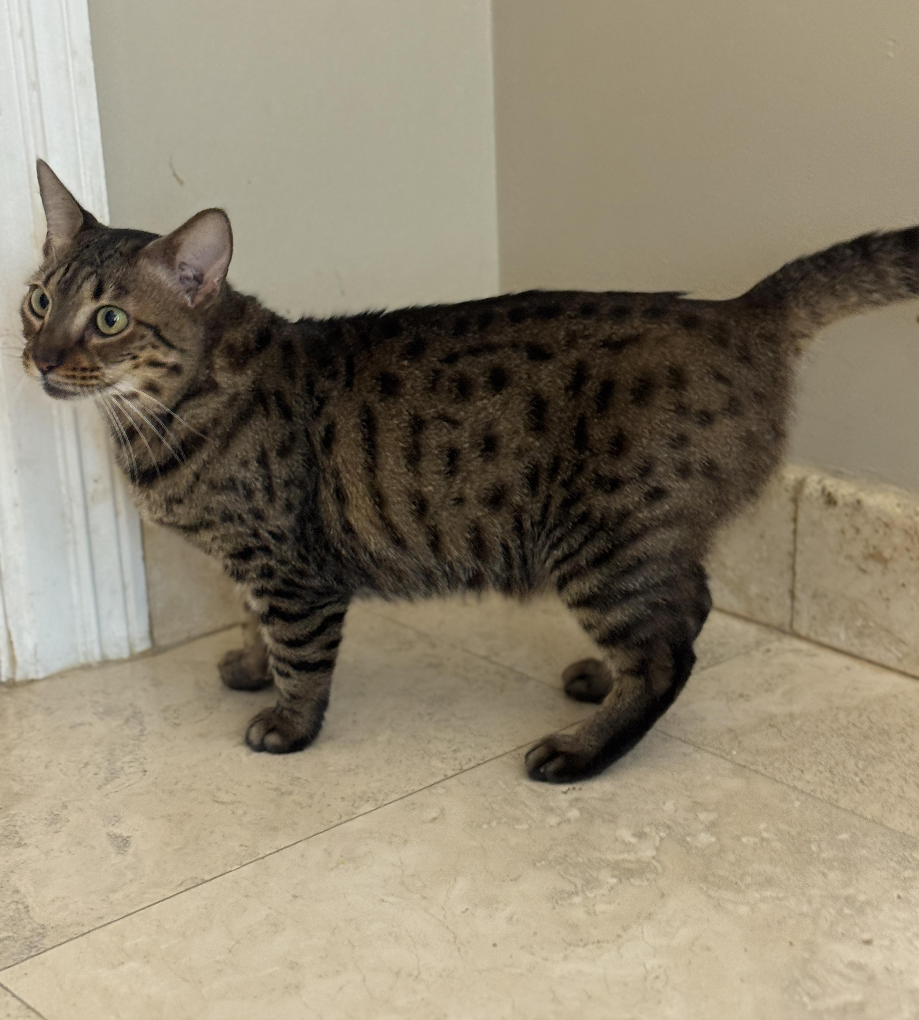 Marleigh, a ADOPTABLE Domestic Short Hair in Hopkinton, MA image 4/6