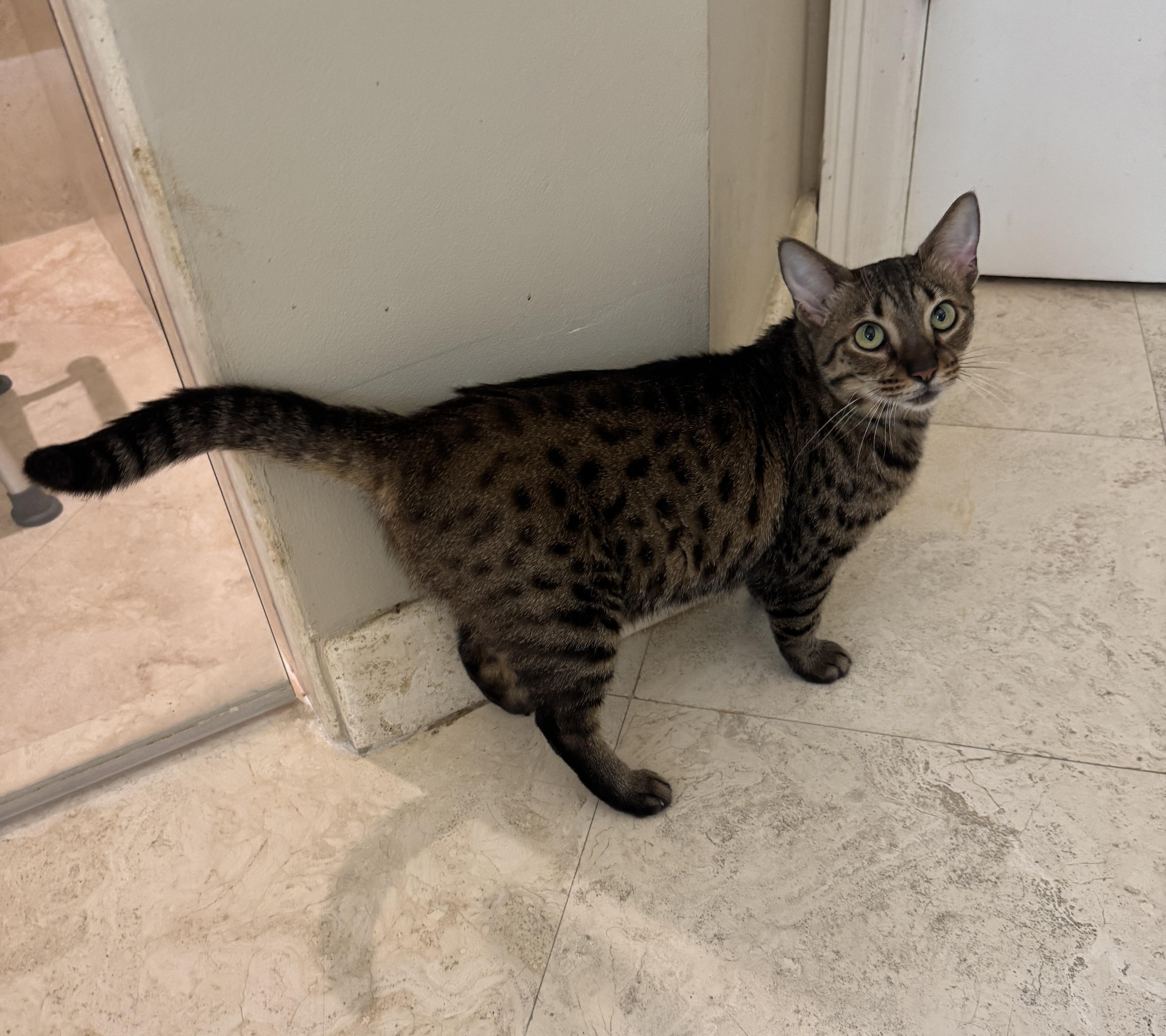 Marleigh, a ADOPTABLE Domestic Short Hair in Hopkinton, MA image 5/6