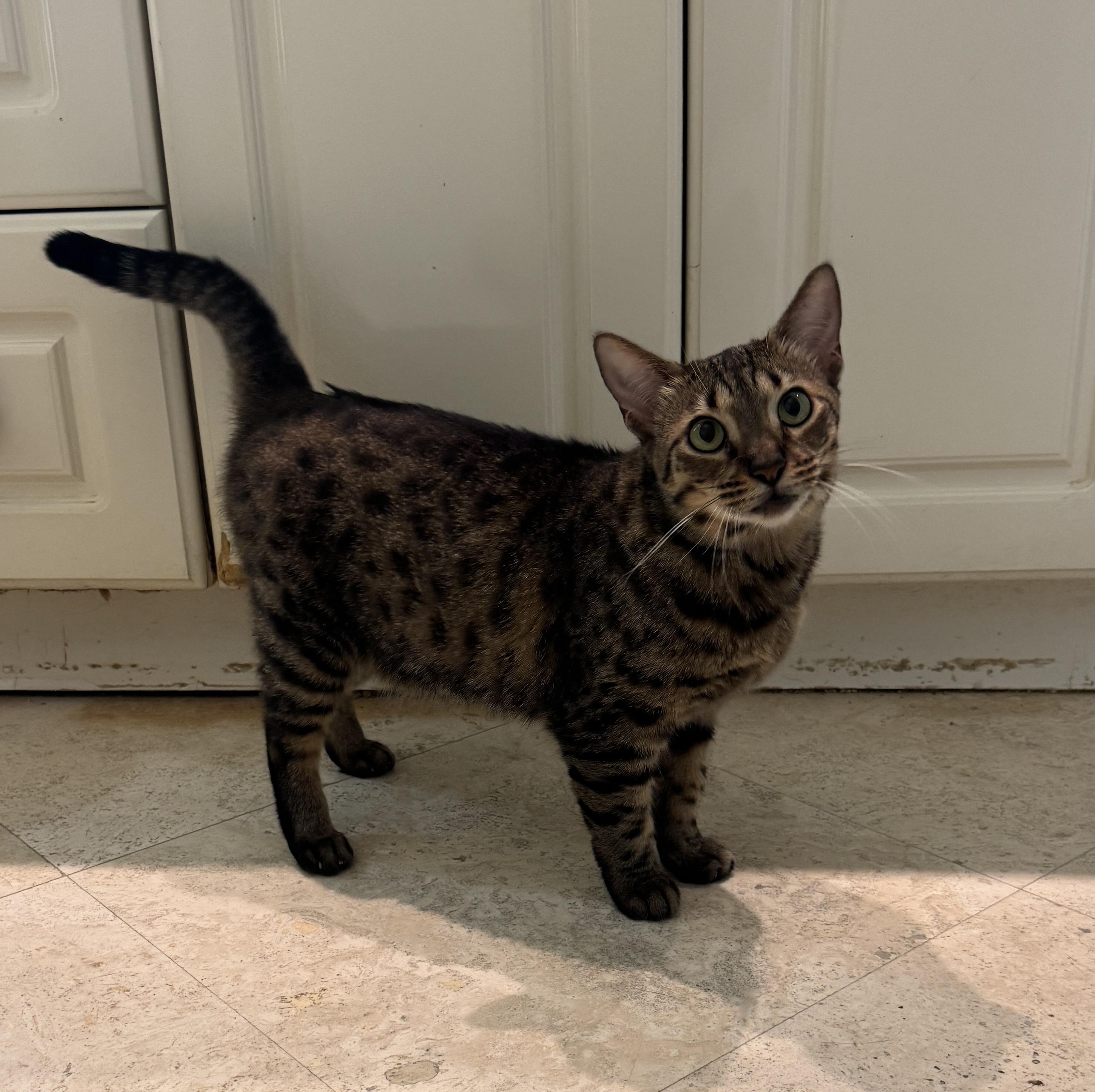 Marleigh, a ADOPTABLE Domestic Short Hair in Hopkinton, MA image 3/6
