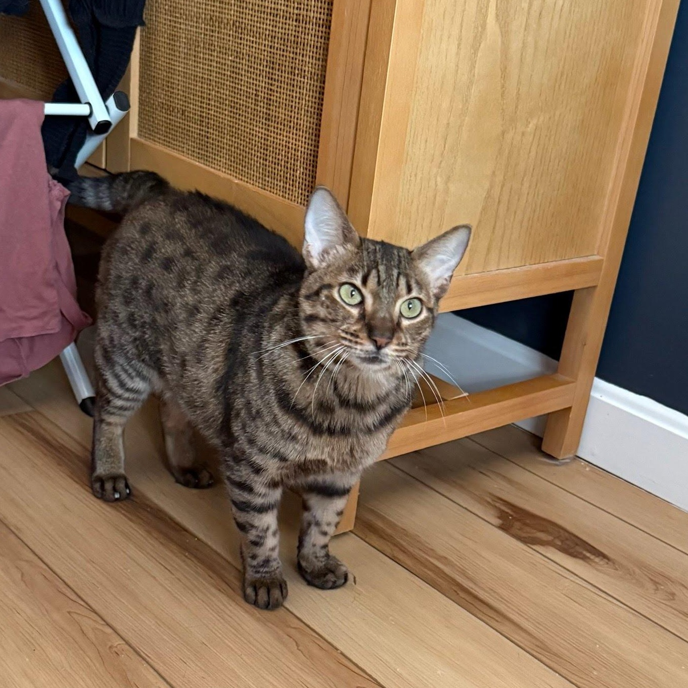 Marleigh, a ADOPTABLE Domestic Short Hair in Hopkinton, MA image 2/6