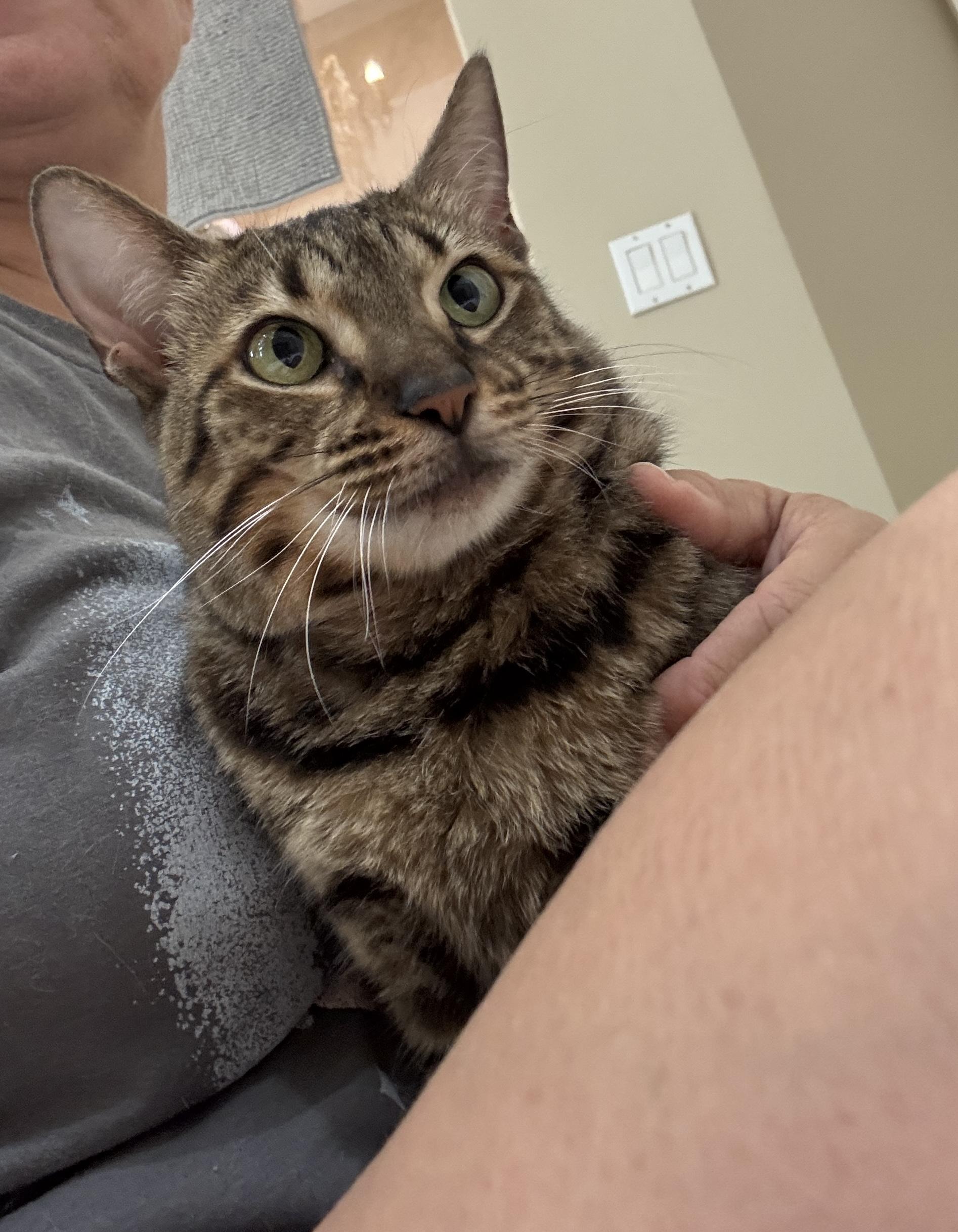Marleigh, ADOPTABLE, Young Female Domestic Short Hair.