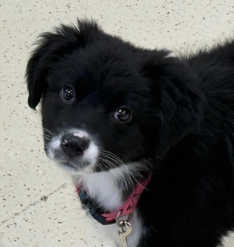 Enlarge Puddles, an adopted mixed breed in Amery, WI image 1/3