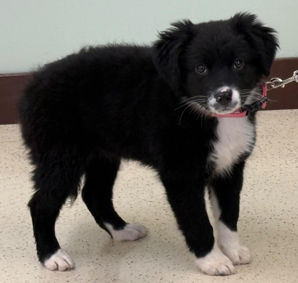 Enlarge Puddles, an adopted mixed breed in Amery, WI image 3/3