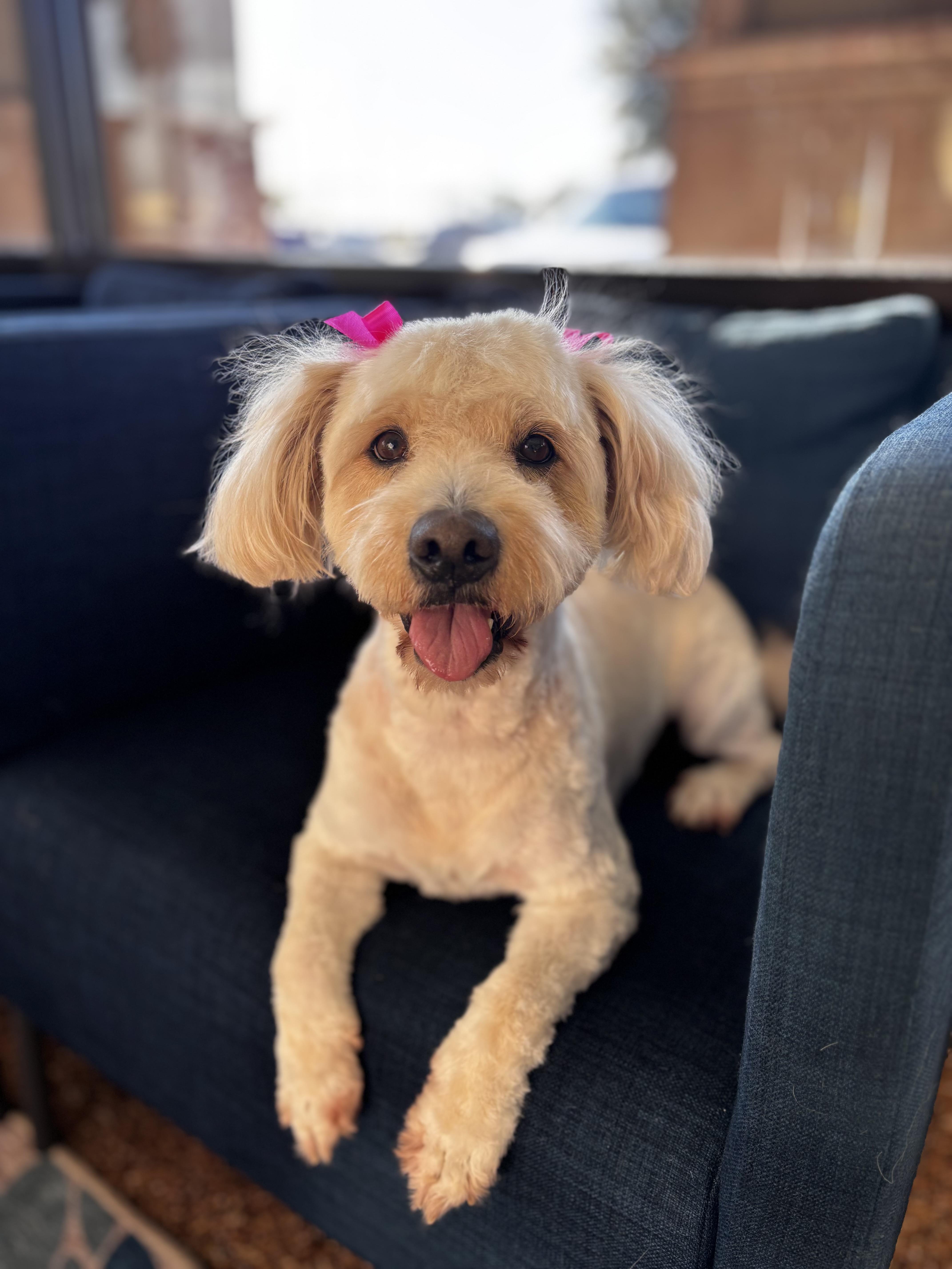 Bess, an adopted Maltipoo in Houston, TX image 5/6