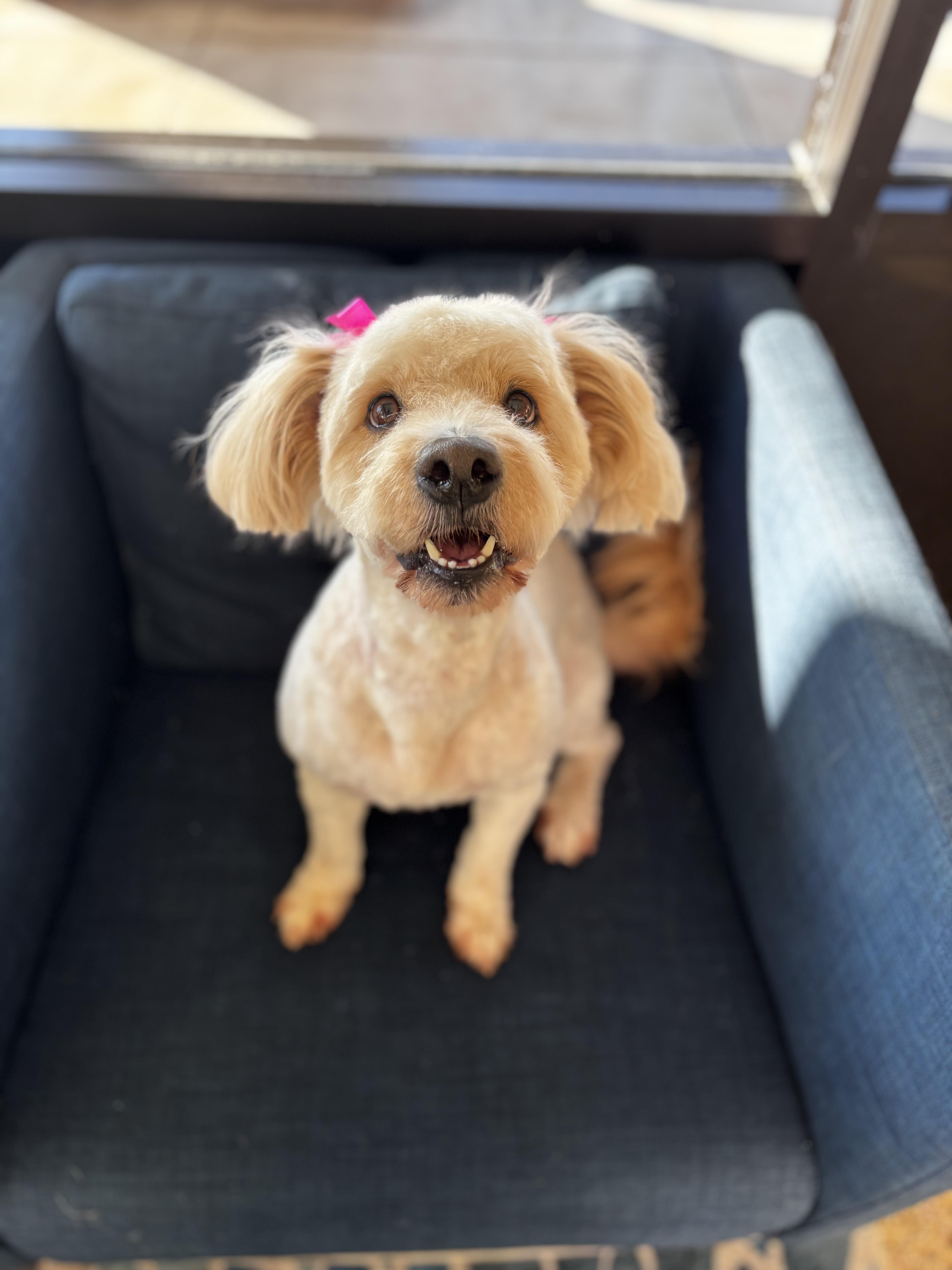 Bess, an adopted Maltipoo in Houston, TX image 4/6