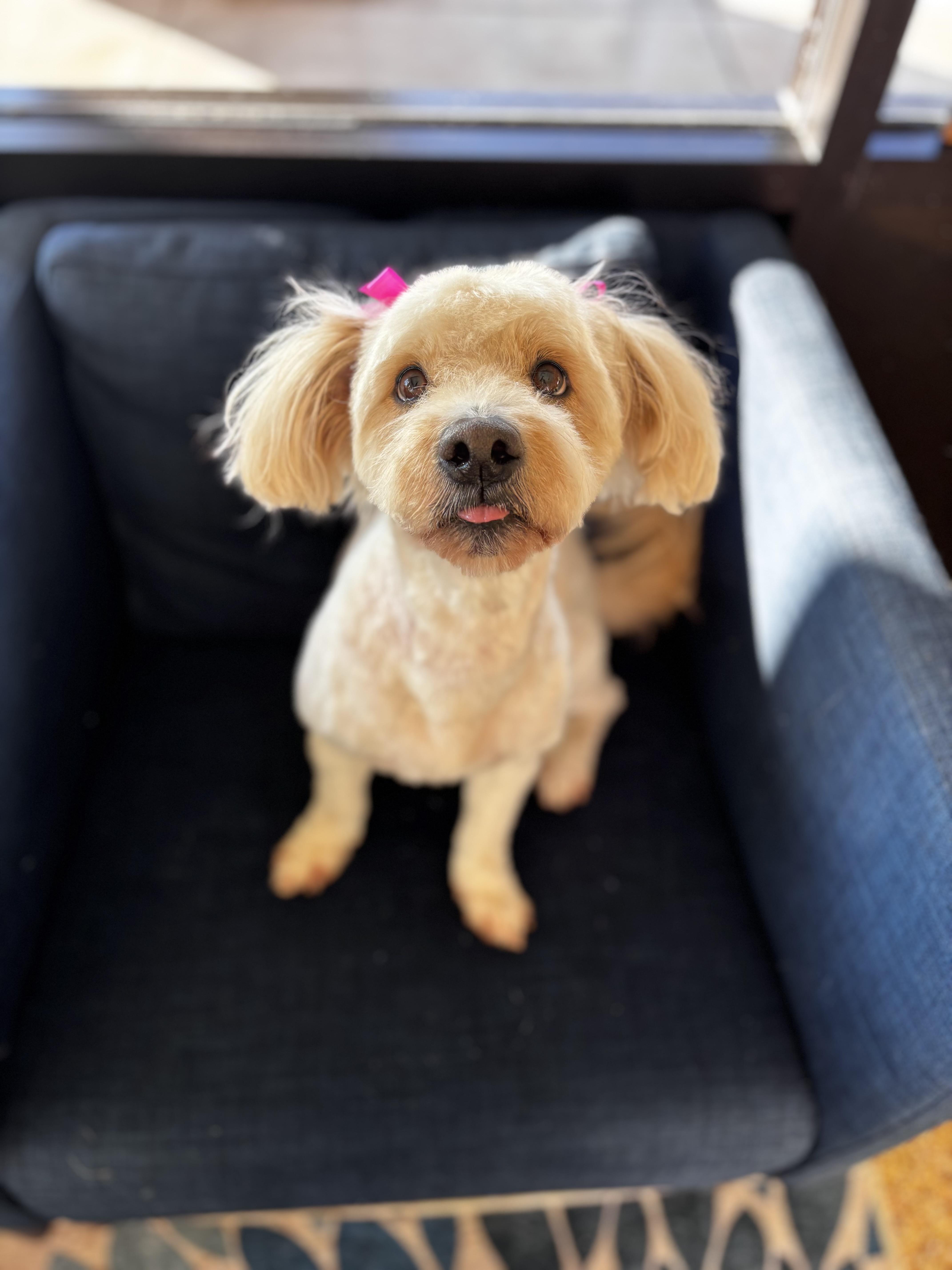 Bess, an adopted Maltipoo in Houston, TX image 2/6
