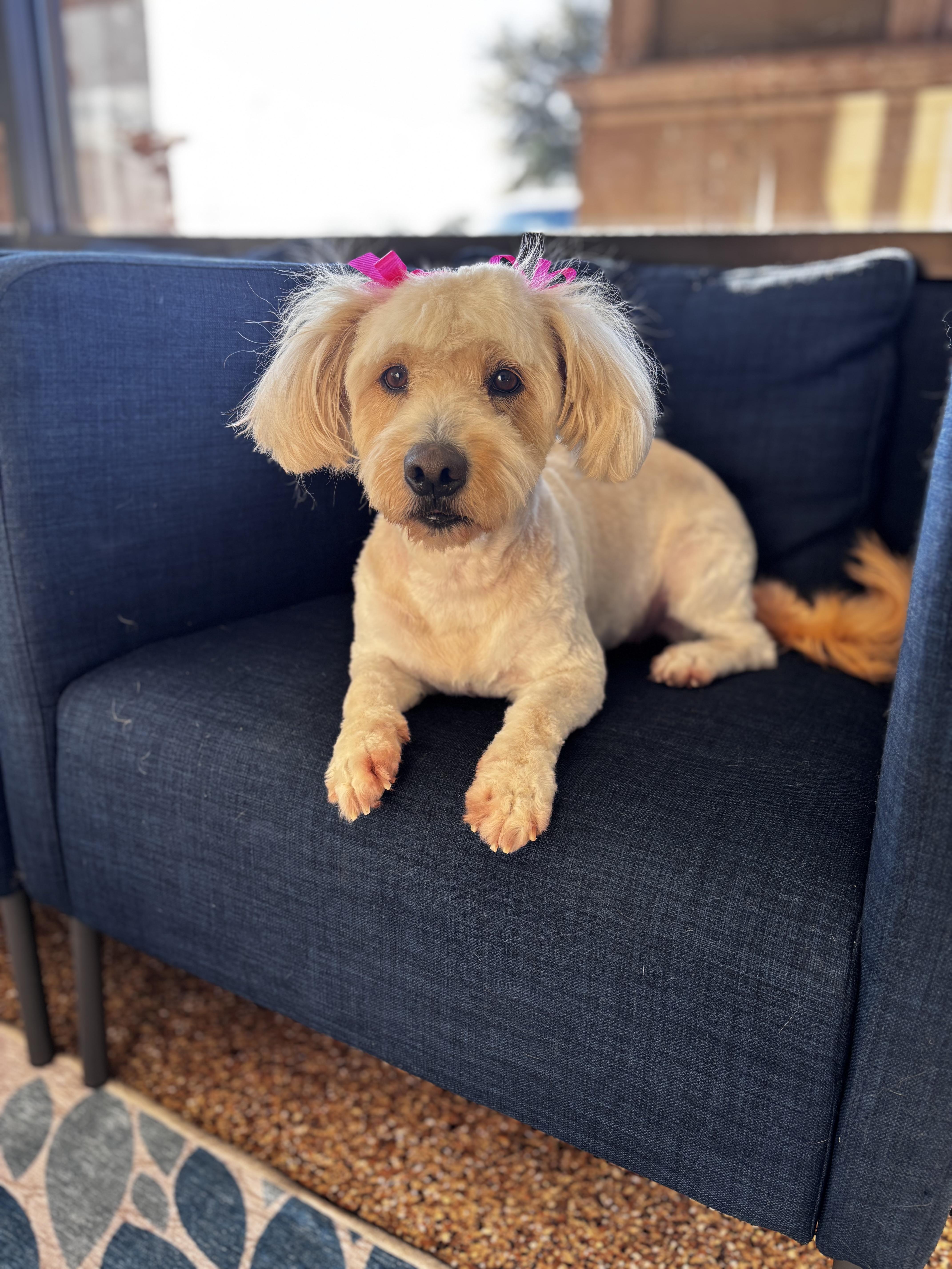 Bess, an adopted Maltipoo in Houston, TX image 6/6