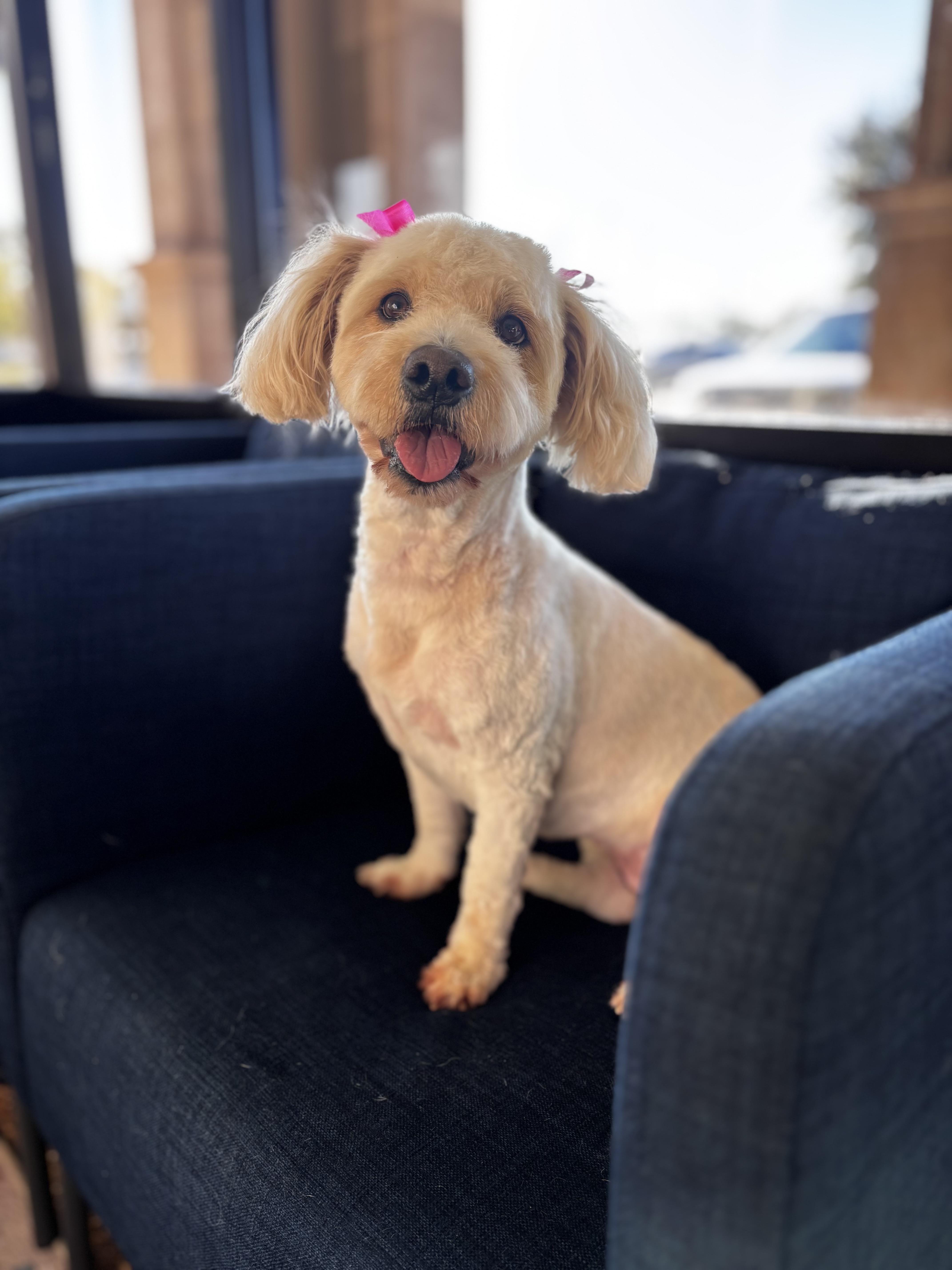 Bess, an adopted Maltipoo in Houston, TX image 1/6