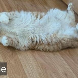 Enlarge Sunshine, a Adoptable Domestic Long Hair in Layton, UT image 1/3